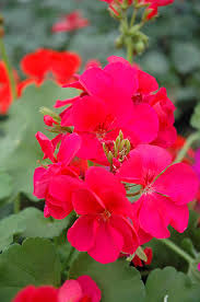 Hot Pink Ivy Geranium Cuttings 6" - Pelargonium Peltatum - Unrooted Plants for Hanging Baskets, Gardens, & Window Boxes