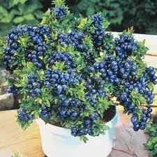 3 Top Hat Dwarf Blueberry Plants | Compact Edible Fruit Bush | Vaccinium angustifolium | Ideal for Pots & Gardens