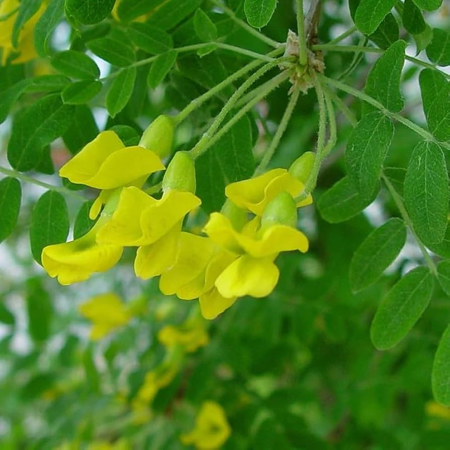 Caragana arborescens Seeds - 25 Count - Siberian Pea Tree - Nitrogen-Fixing Deciduous Shrub - Yellow Flowers - Zone 2-7
