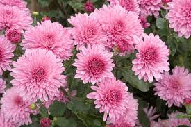 Pink Chrysanthemum Starter Plant Bare Root Early Bloom Variety Chrysanthemum morifolium USDA Zones 5-9