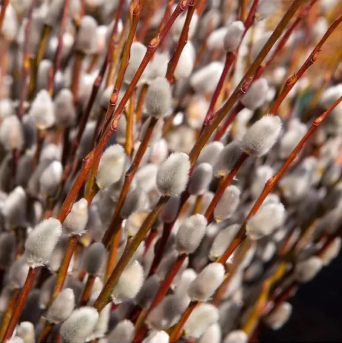 3 Bare Root French Pussy Willow Shrubs - Salix caprea | 1–2 Year Old Live Plants for Spring Blooms & Landscapes