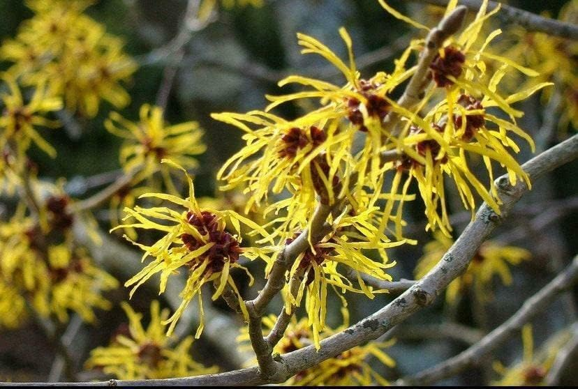 5 Witch Hazel Shrubs - 12–18” Live Bare Root Plants - Hamamelis virginiana - Native Flowering Shrubs for Wildlife Gardens