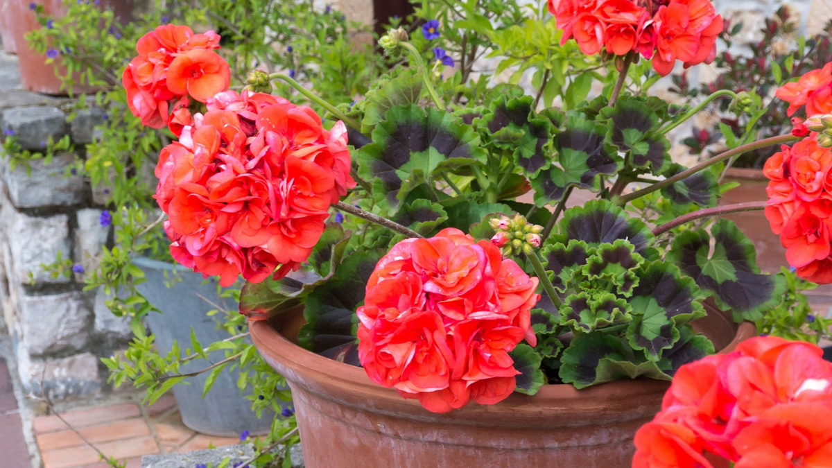 Ivy Geranium Cuttings 8 Unrooted 'Mountie Red' Pelargonium peltatum for Propagation, Trailing Scarlet Blooms, Container Plants