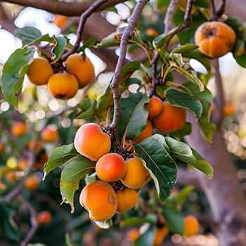 American Persimmon Tree - 12–24” Live Bare Root - Diospyros virginiana - Native Edible Fruit Tree for Yards & Landscapes