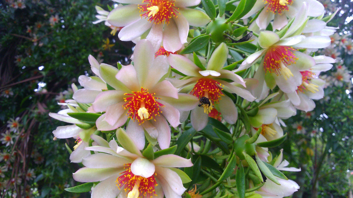 Variegated Pereskia Cactus 4" Potted Plant, Leafy Wax Rose Cactus, Pereskia aculeata var. rubescens, Rare Tropical Climbing Cactus