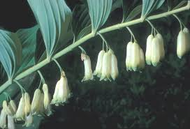 10 Bare Root True Solomon's Seal Plants - Polygonatum biflorum | Shade Perennial | Native Woodland Wildflower