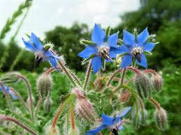 Borage Seeds - 50 Count - Heirloom Blue Flower Herb - Borago officinalis - Bee Friendly, Alaska Grown, Pollinator Plant