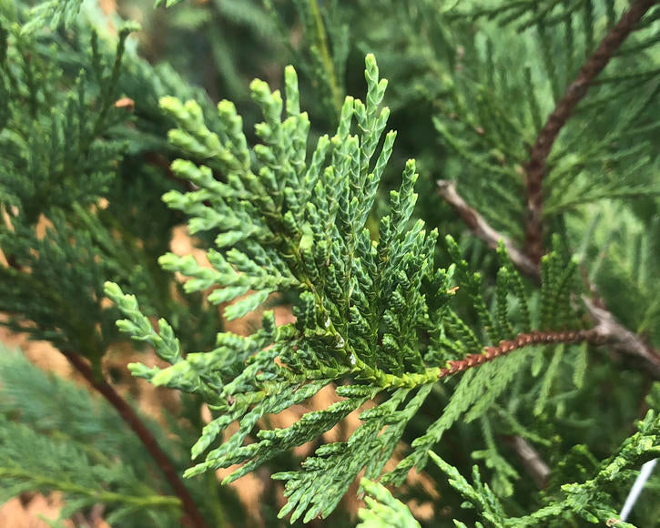 15 Leyland Cypress Cuttings 6-7" | Fast-Growing Evergreen Privacy Hedge | Cupressus × leylandii