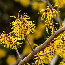 Witch Hazel Shrub 12-18” Bare Root Hamamelis virginiana | Native Fall-Blooming Yellow Flowering Plant for Wildlife & Landscapes