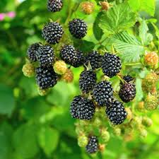 5 Prime-Ark 45 Blackberry Plants | Floricane Variety | Live Starter Edible Fruit Shrubs | Rubus fruticosus | Zones 6-9