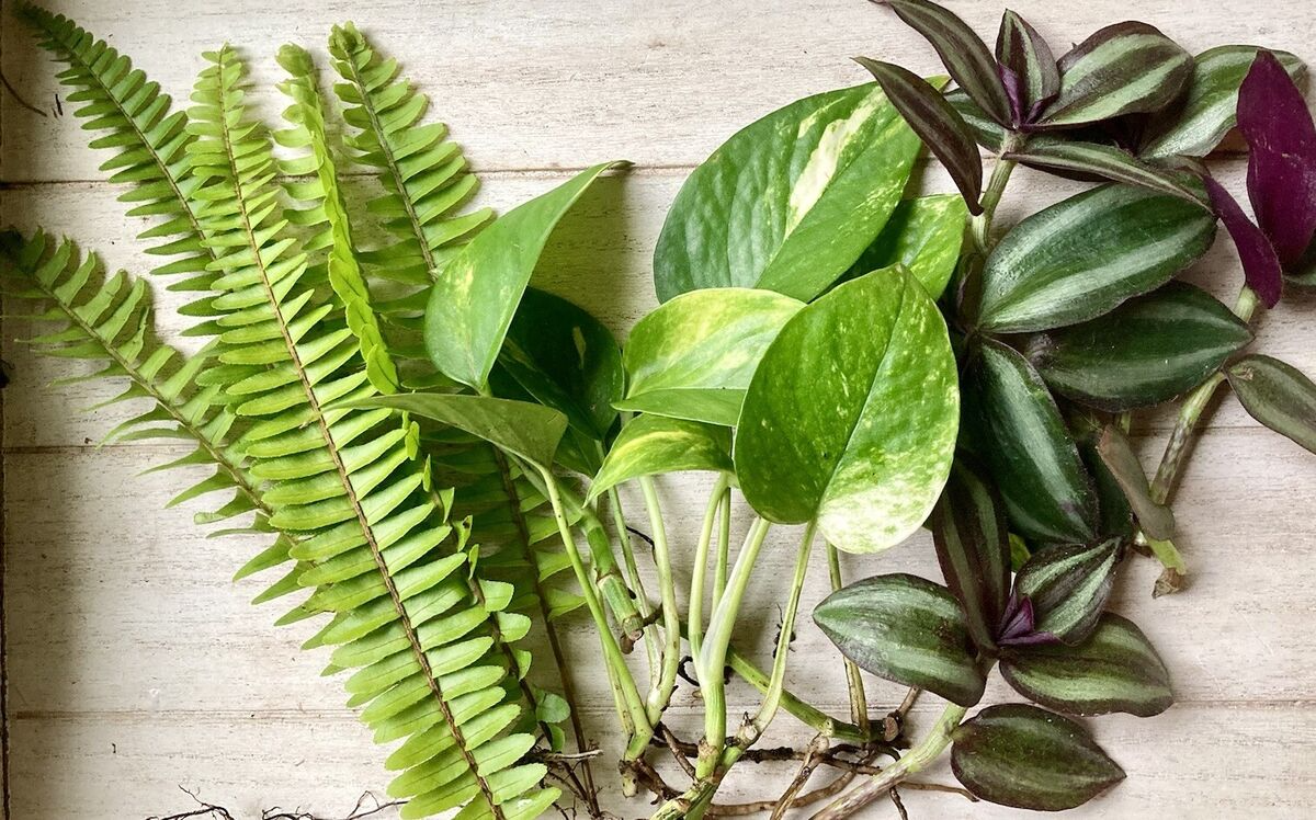 12 Rooted Plant Cuttings - Pothos, Wandering Jew, Arrowhead Vine, Ferns - Easy Care Indoor Plants for Propagation (Epipremnum aureum)