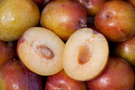 Grenade Pluot Cuttings - 5 Unrooted 2-5 Inch Hybrid Plum-Apricot Propagation - Sweet Juicy Fruit Tree Starter