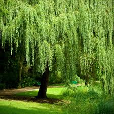 Weeping Willow Cutting, Thick Trunk Bonsai Stock, Salix babylonica, Deciduous Tree, USDA Zones 6-8, Fast-Growing Plant