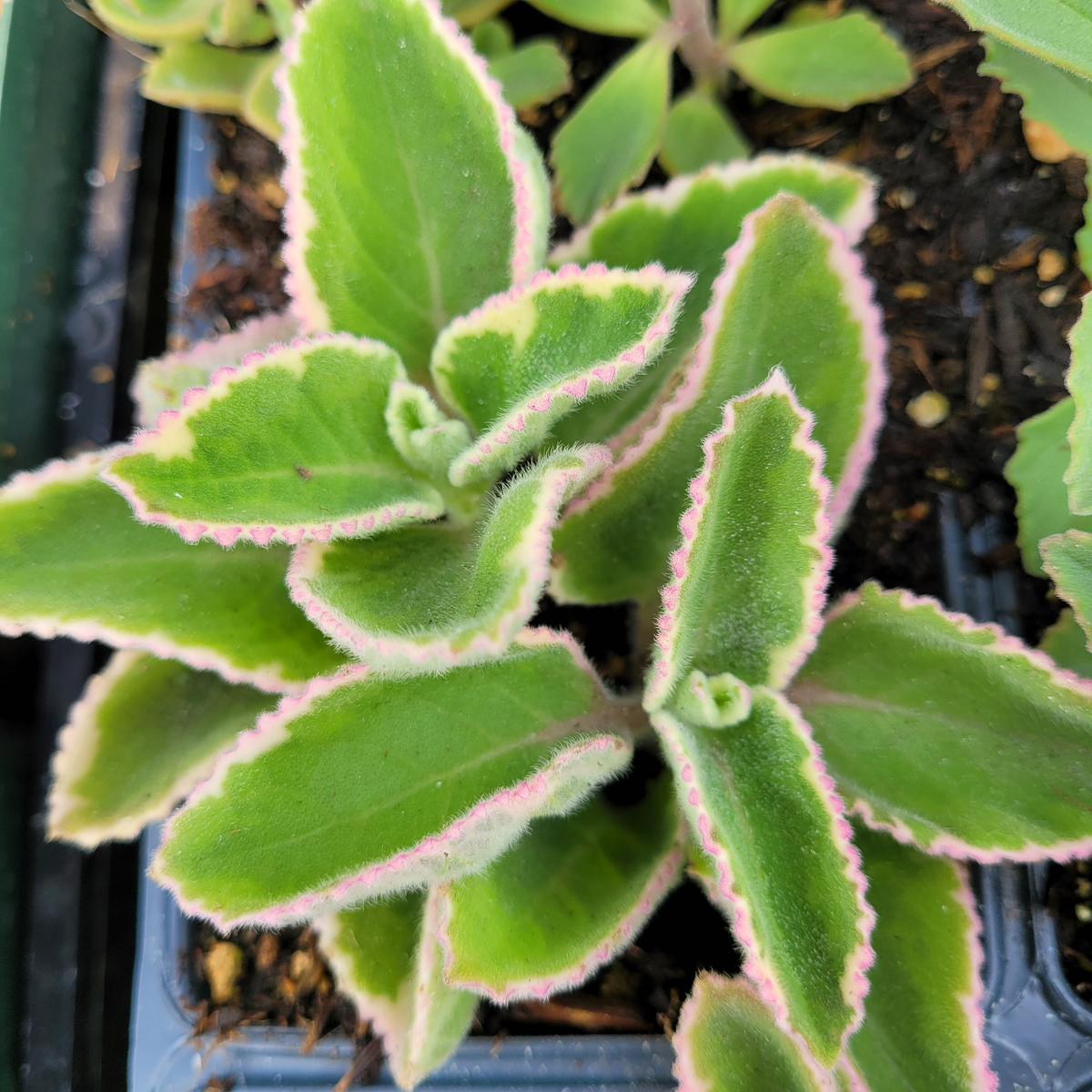 Cuban Oregano Cuttings, 6 Unrooted Stems, Edible Herb, Plectranthus amboinicus, Aromatic Perennial, USDA Zones 9-11
