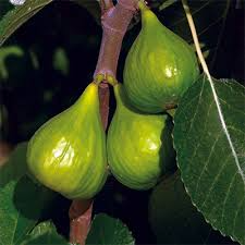 Peter's Honey Fig Cuttings 6" or Longer, Ficus carica, 3+ Nodes, Sweet Honey Fig for Home Orchards and Gardening