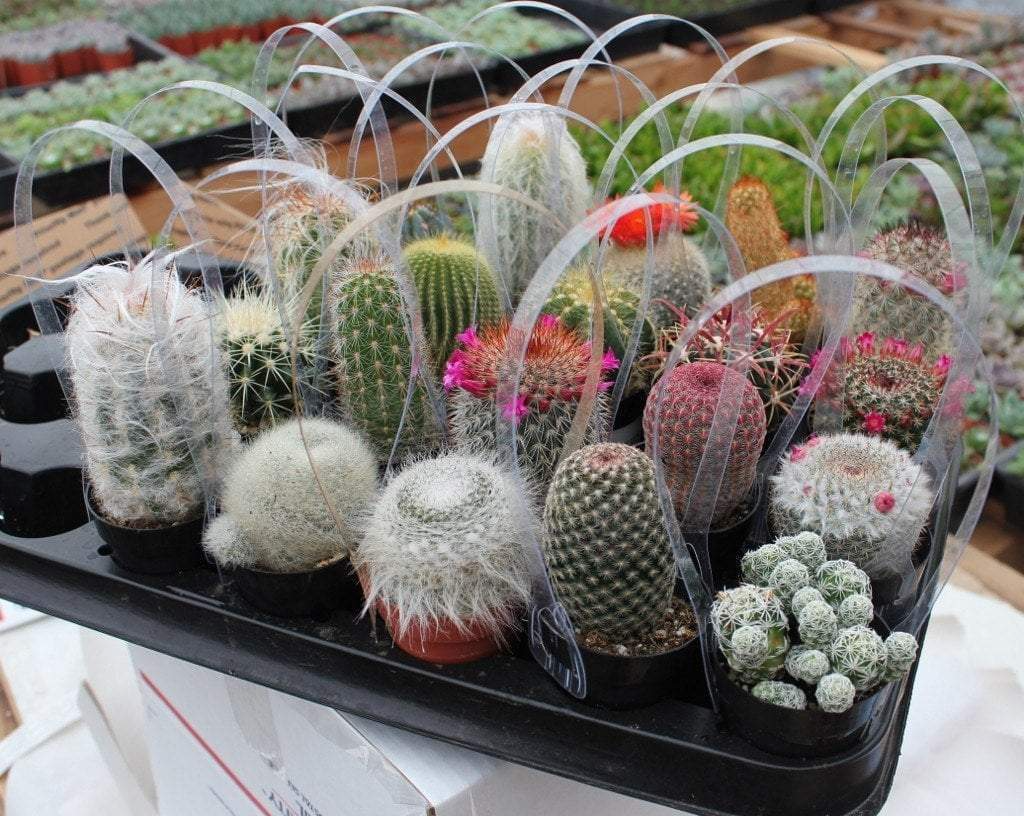 Lot of 10 Unrooted Cactus Cuttings Bundle - Assorted Varieties for Propagation - Perfect for Succulent Collection & DIY Projects