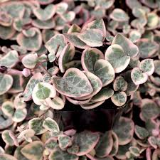 Variegated String of Arrows Cuttings, 2" Propagation Cup, Ceropegia woodii 'Variegata', Rare Trailing Succulent, Indoor Vine