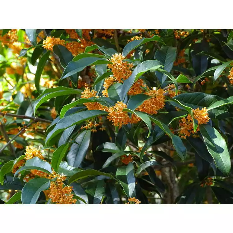 Fragrant Tea Olive Starter Plant - Osmanthus fragrans 'Apricot Echo' - Evergreen Shrub with Apricot-Scented Blooms