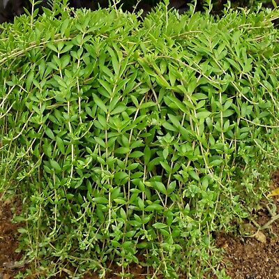 Gold Moss Sedum Cuttings - 20 Unrooted Cuttings, Drought-Tolerant Ground Cover, Sedum sarmentosum, Perennial Succulent