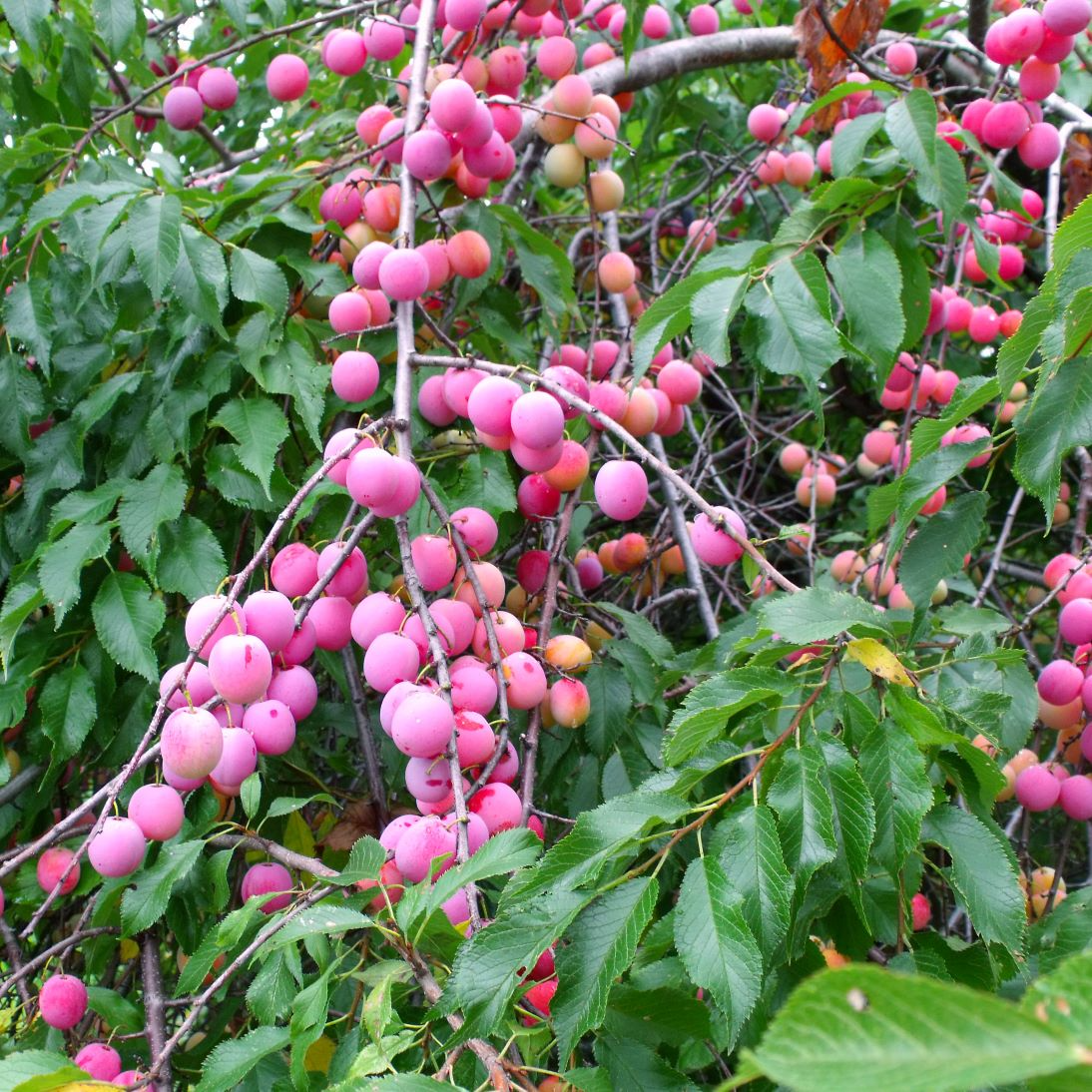 Wild Plum Cuttings 12 Pack - Prunus americana - Hardy Native Fruit Tree - Pollinator Magnet - Edible & Wildlife Friendly