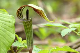 Jack-in-the-Pulpit Bulbs - 10 Bare Root Arisaema triphyllum | Native Shade Wildflower for Woodland Gardens