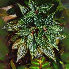 Sonerila 'Galaxy' Terrarium Plant - Rare Melastomataceae - Established Potted Plant - Low/Medium Light - US Grown