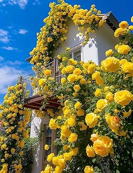 Yellow Climbing Rose Seeds - 20 Pack - Fragrant Perennial Vine - Rosa spp. - Fast-Growing for Trellis & Arbors