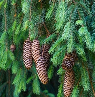 50 Norway Green Spruce Seeds | Picea abies | Hardy Evergreen Tree Seeds for Gardens and Landscaping