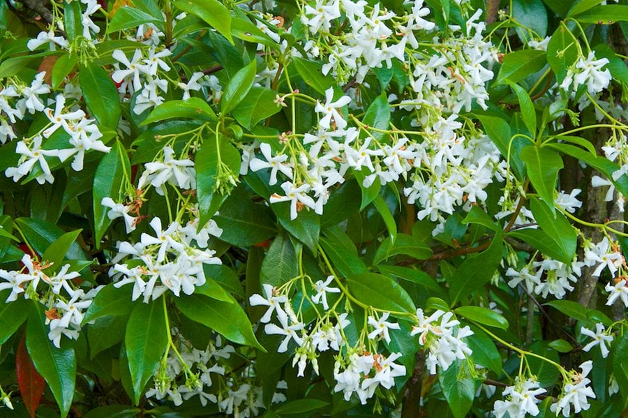 7 Unrooted Cuttings of Star Jasmine (Trachelospermum jasminoides) - Fragrant Flowering Vine for Gardens & Patios, Easy to Grow