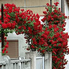 20 Red Climbing Rose Seeds - Fast-Growing Fragrant Vine for Trellis - Rosa spp. - Easy to Grow Perennial Flower
