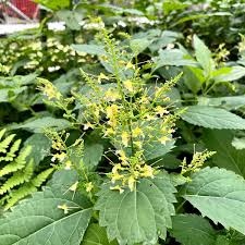 10 Bare Root Stone Root Plants - Collinsonia canadensis | Native Perennial Wildflower for Shade & Woodland Gardens