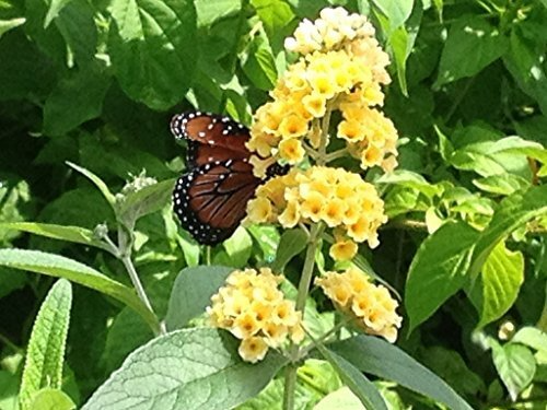 Buddleia Live Plant - Yellow Butterfly Bush, Fragrant Blooms, Buddleja davidii, Deciduous Shrub, USDA Zones 5-9