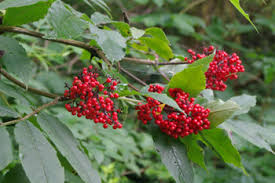 50 Red Elderberry Seeds | Sambucus racemosa | Non-GMO Wildlife-Friendly Shrub with Red Berries