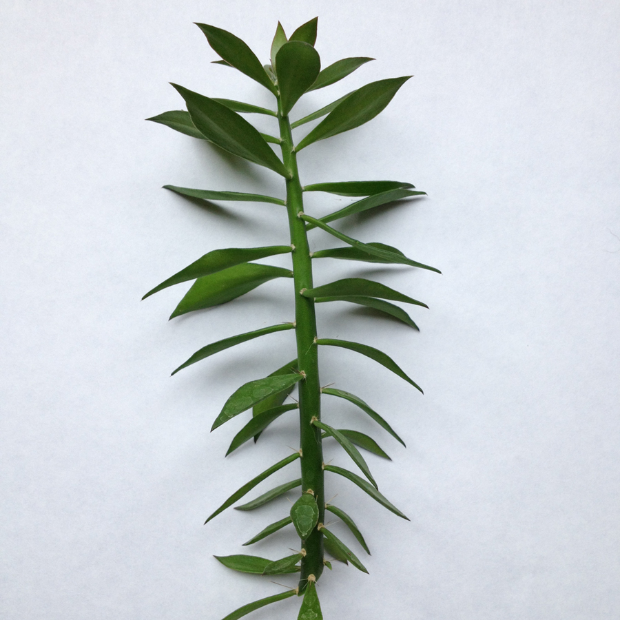 5 Pereskiopsis Spathulata Cuttings 2-4" Cactus Grafting Stock - Fast Growing Rooting Starter Plants for Cacti