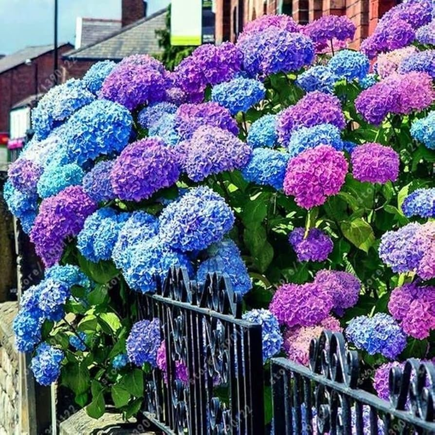 25 Hydrangea Seeds - Mixed Blue, Pink, Purple Blooms - Non-GMO Perennial Flowering Shrub - Hydrangea macrophylla