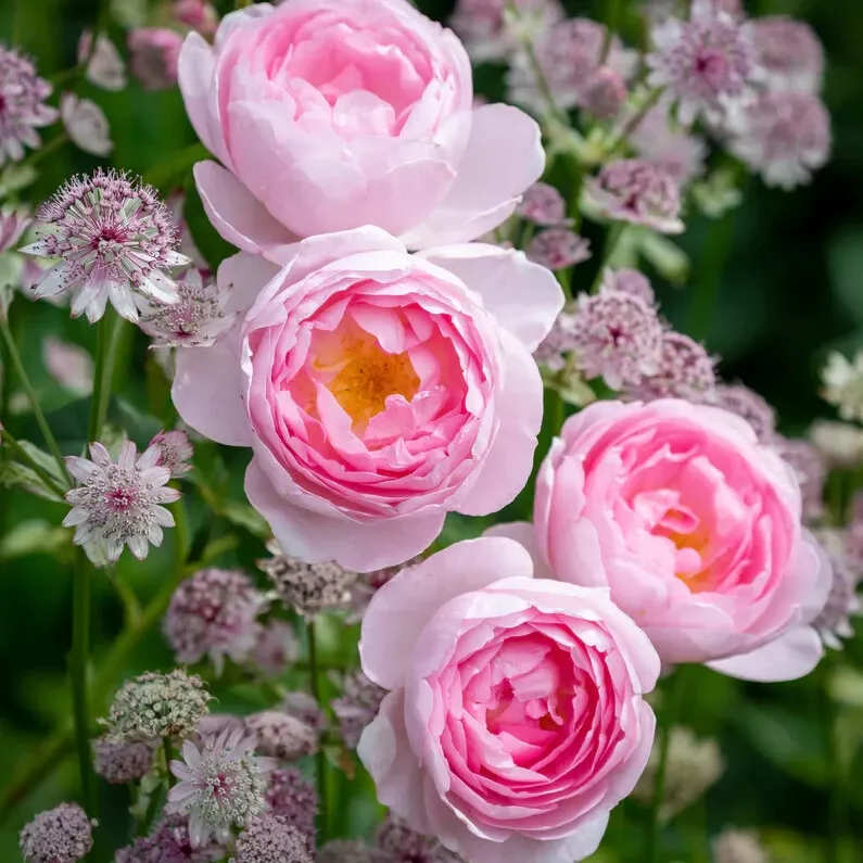 David Austin Rose Cuttings, 3 Unrooted Stems, Soft Pink Flowers, Rosa 'David Austin' - USDA Zones 5-9, Propagation Kit
