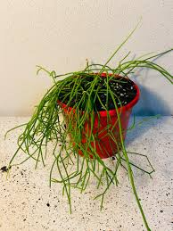 Rhipsalis Cassutha Cuttings, 5 Stem Pieces, Epiphytic Cactus, Red Fruit Form, Mistletoe Cactus, USDA Zones 10-12