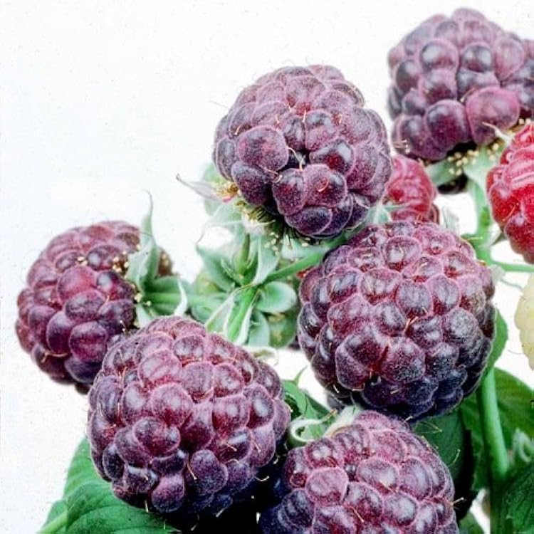 5 Glencoe Raspberry Plants - Thornless Purple Raspberry Shrub | Rubus idaeus x strigosus | Live Edible Fruit Starter Plants