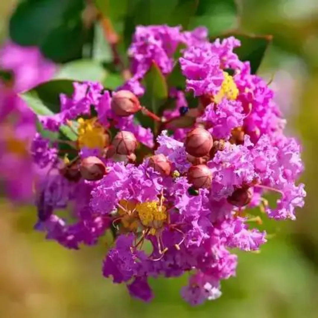 Crape Myrtle Cuttings 6-8" Light Purple Lagerstroemia indica Unrooted - 8 Fresh Cuttings, Easy to Grow for Garden & Landscape