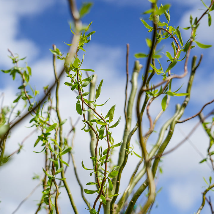 Corkscrew Willow Cuttings, 10 Live Stems, Curly Branches, Salix matsudana 'Tortuosa', Fast Growing, USDA Zones 3-10