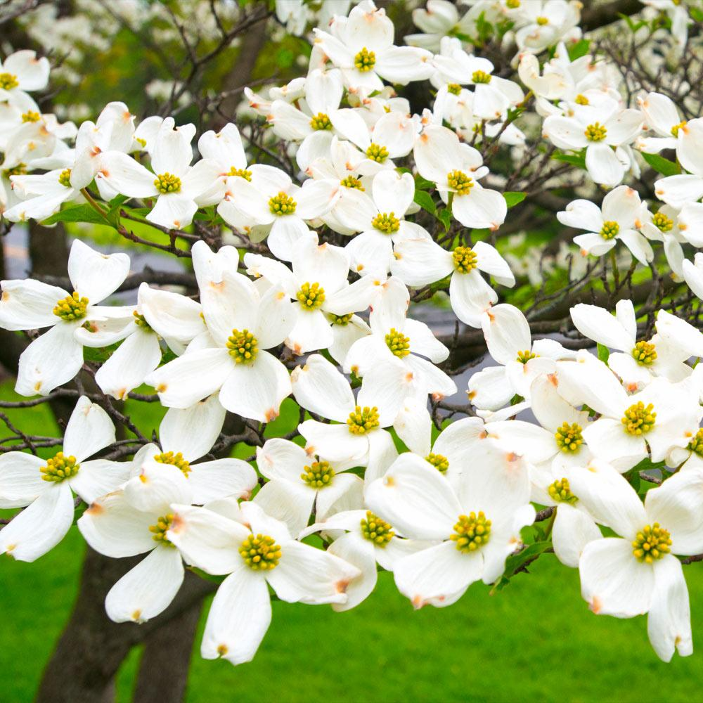 White Dogwood Tree - 12–24” Live Bare Root - Cornus florida - Native Flowering Tree with Spring Blooms for Landscaping