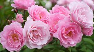 Frosty Pink Floribunda Rose Cuttings - 4 Fresh Stems with Rooting Powder - Lightly Scented - US Grown Rosa spp.