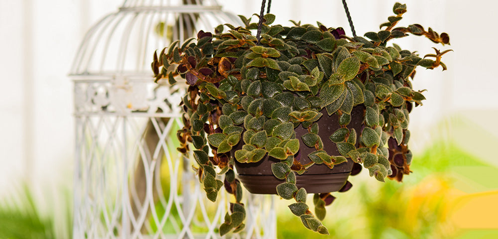 4 Unrooted Cuttings Teddy Bear Vine Cissus Discolor Trailing Houseplant Easy Care Tropical Decorative Plant