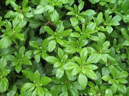 Pachysandra Cuttings - 10 Live Cuttings, Japanese Spurge, Evergreen Ground Cover, Pachysandra terminalis