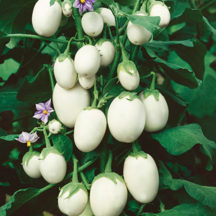 100+ White Eggplant Seeds | Non-GMO Vegetable Seeds | Solanum melongena | Ideal for Grilling & Garden Beds