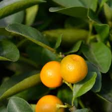 Calamansi Tree Cuttings - 3 Live Cuttings for Rooting, Citrus × microcarpa, Tropical Edible Fruit, USDA Zones 10-11