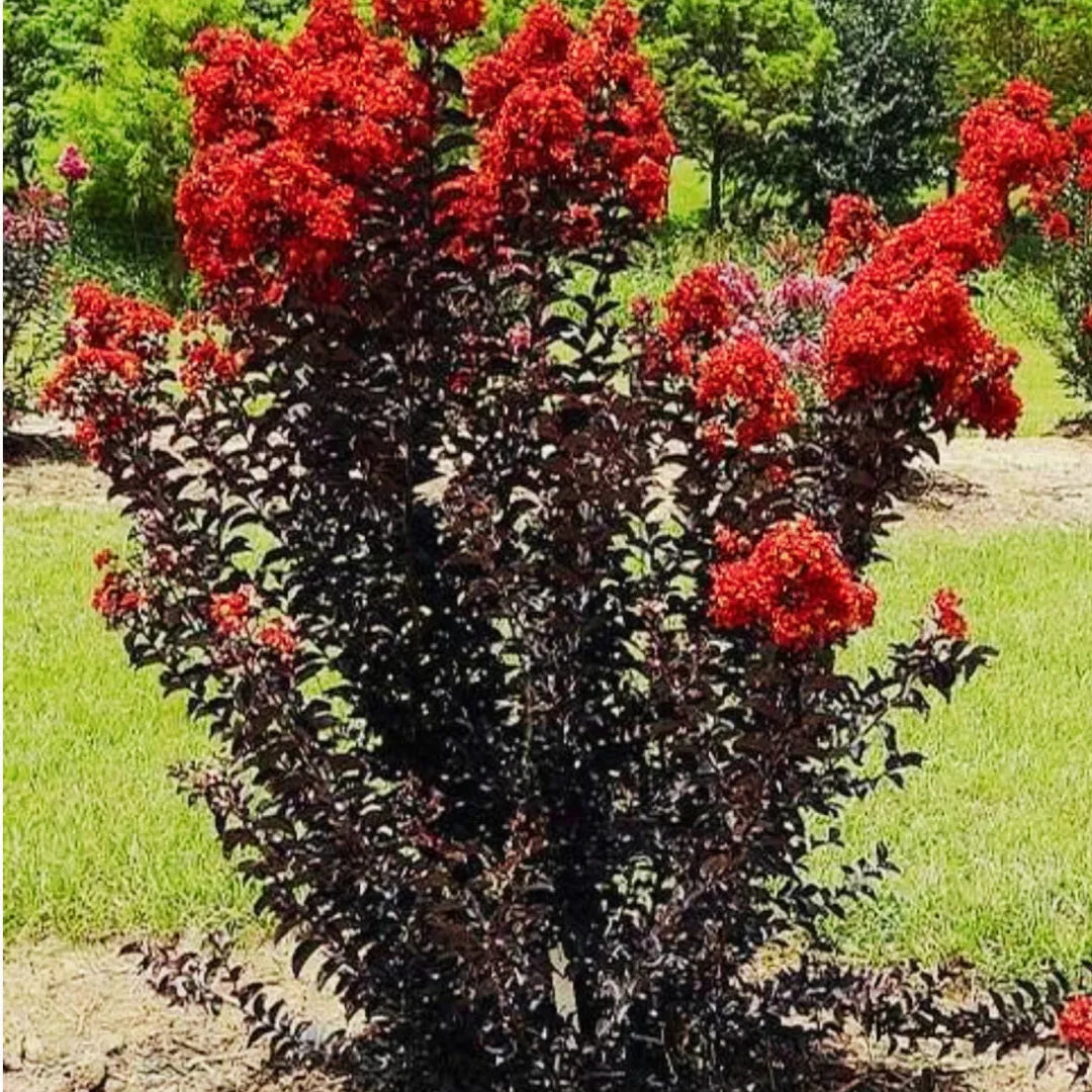 Black Diamond Crape Myrtle Starter Plants - 2 Rooted 6" Cuttings - Dark Red Flowers, Purple-Black Foliage - Lagerstroemia 'Red Hot'