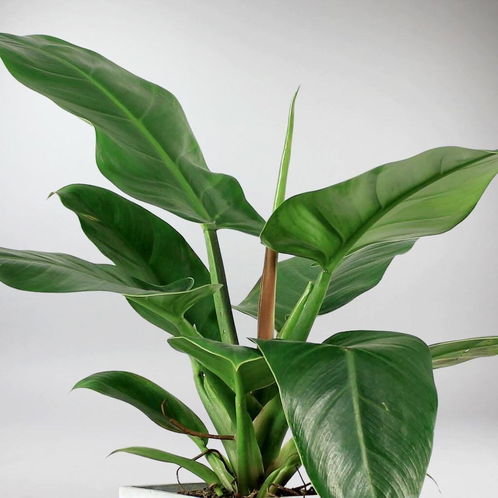 Imperial Green Philodendron Plant, 4 Inch Pot, Glossy Green Foliage, Philodendron erubescens, Tropical Houseplant