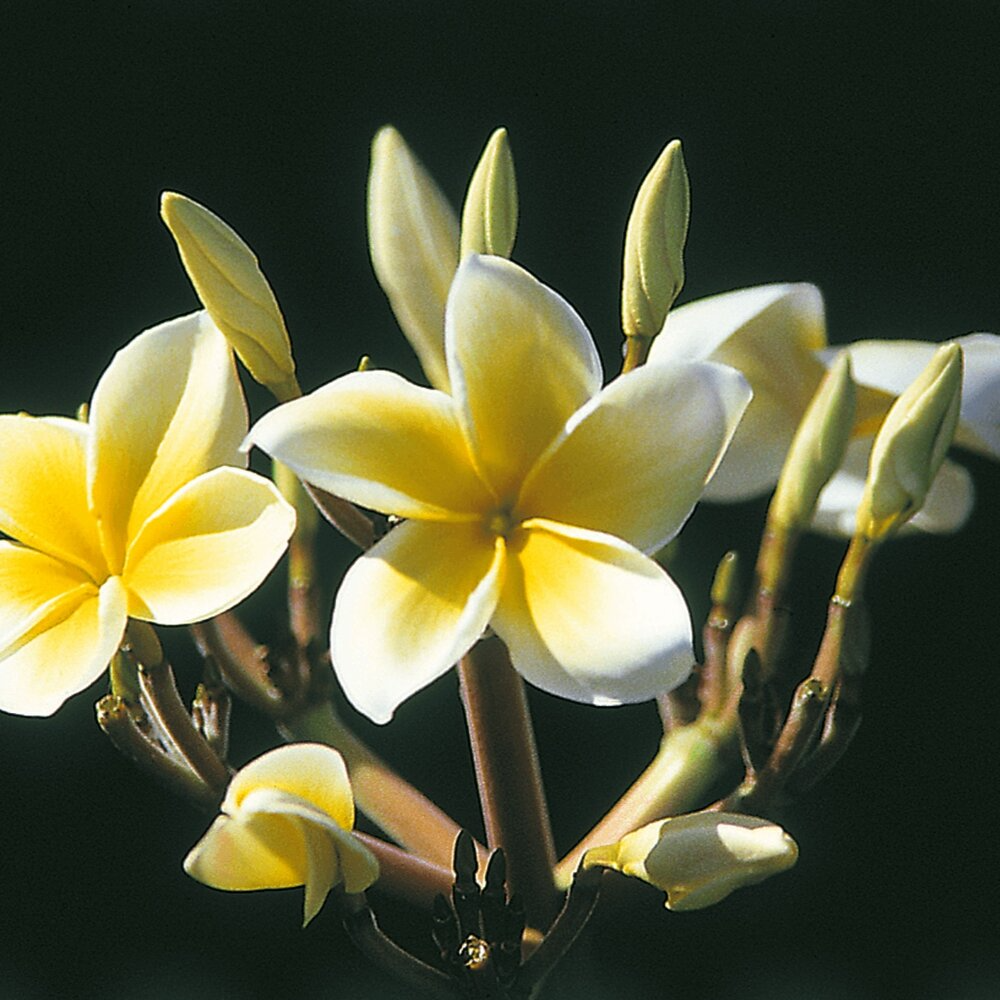 Yellow Plumeria Cutting 10" Unrooted | Plumeria Rubra | Tropical Flowering Plant with Fragrant Yellow Flowers | Easy to Grow