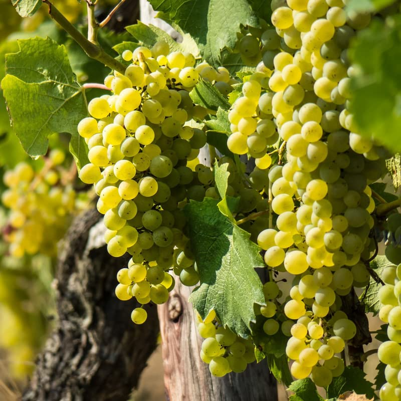 Green Rooted Grapes Cutting 8" Sweet Seedless Vine Vitis vinifera for Garden or Vineyard, Easy Growing Live Plant